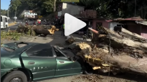 Árbol cayó sobre un vehículo en la ARC